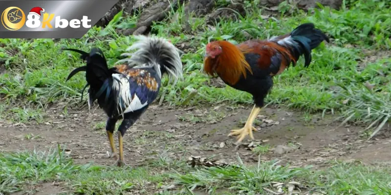 Luật chơi tại 8k đá gà trực tiếp bình luận