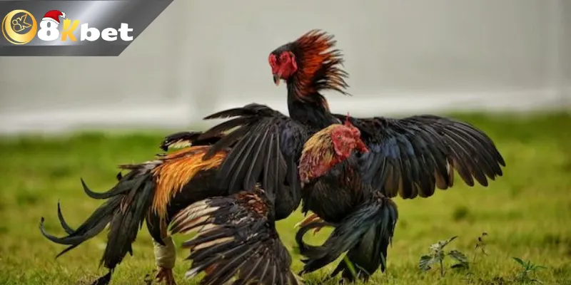 Xem trực tiếp đá gà tre tại đâu và như thế nào?