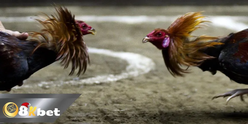 Trận gà tiền tỷ của đại gia Mít Trà Cú