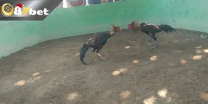 Các Trận Đá Gà Campuchia Siêu Kinh Điển