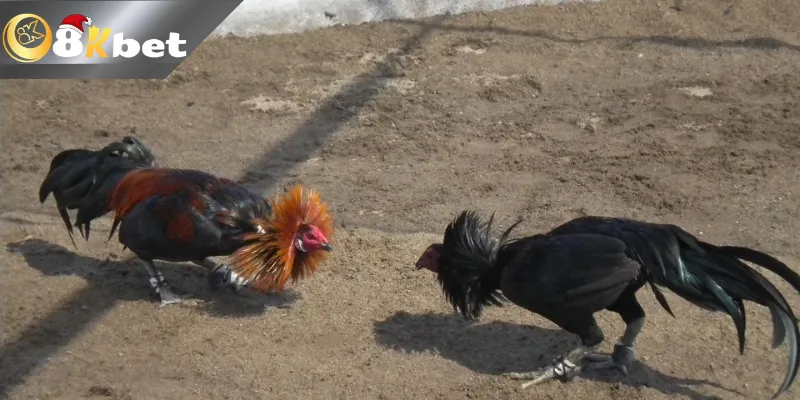 Sơ nét về Phúc Barca