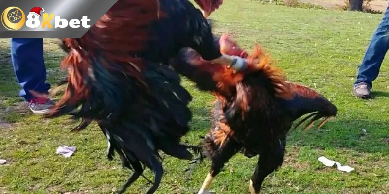 Đá Gà Cựa Dao 8kbetn Net