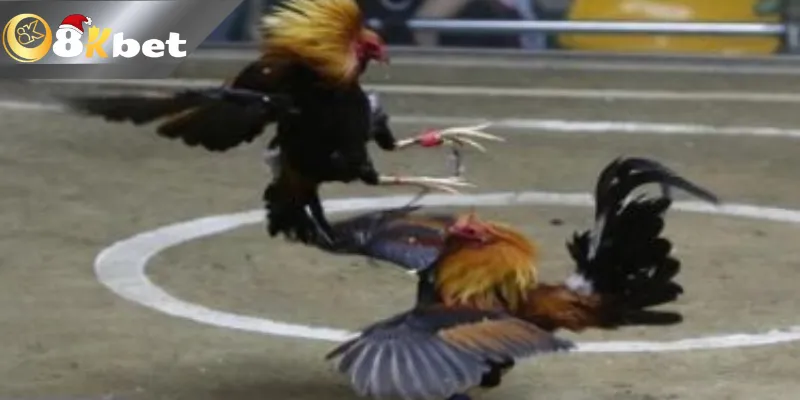 Đá gà cựa dao trực tiếp Philippines tăng sự kịch tính và máu lửa