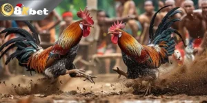 Xem đá gà cựa dao trực tiếp mới nhất hôm nay