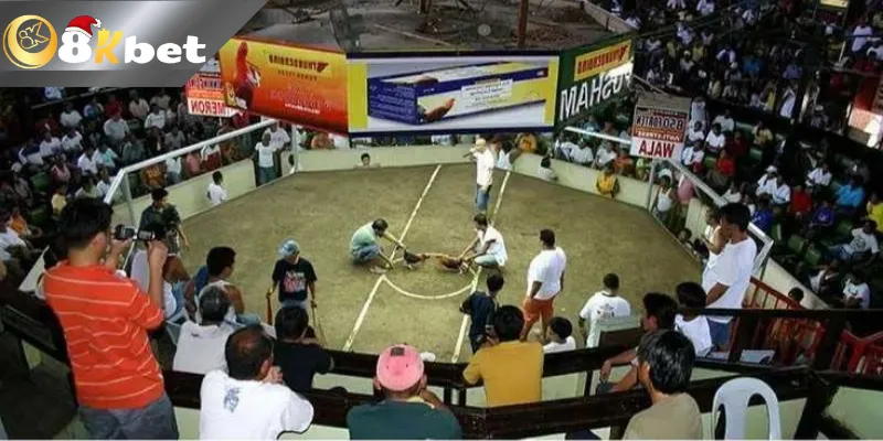 Đôi nét về đá gà trực tiếp