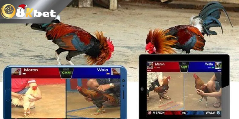 Da ga thomo 8KBET an toàn tuyệt đối