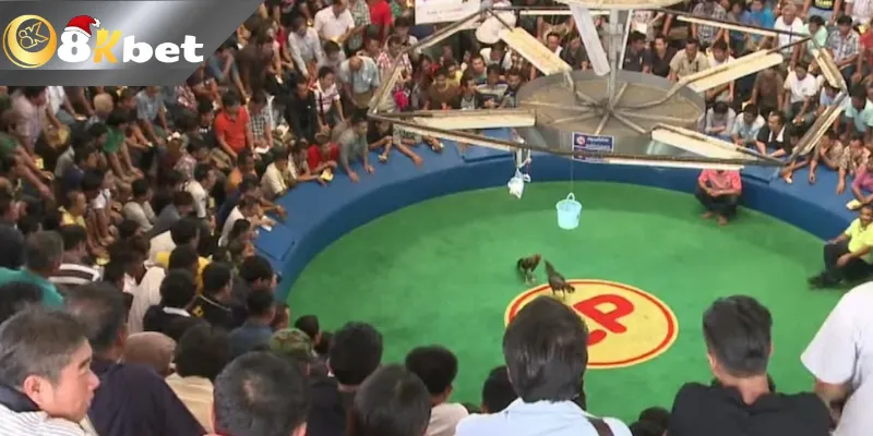 Hướng dẫn tham gia đá gà trực tiếp hôm nay tại nhà cái uy tín 8kbet