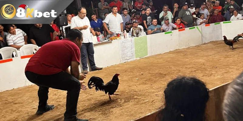 Nắm kiến thức đá gà – Mẹo đá gà trực tiếp hôm nay cơ bản nhất